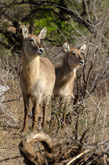 Cobe à croissant , Waterbuck,  Kobus ellipsiprymnus, Parc national du Pilanesberg, Afrique du Sud