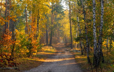 Fototapeta na wymiar Forest. Autumn. A pleasant walk through the forest, dressed in an autumn outfit. The sun plays on the branches of trees and permeates the entire forest with its rays. Light fog makes the picture a lit