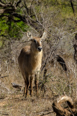 Cobe à croissant , Waterbuck,  Kobus ellipsiprymnus, Parc national du Pilanesberg, Afrique du Sud