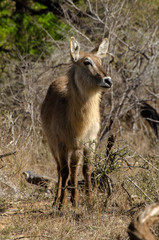 Cobe à croissant , Waterbuck,  Kobus ellipsiprymnus, Parc national du Pilanesberg, Afrique du Sud