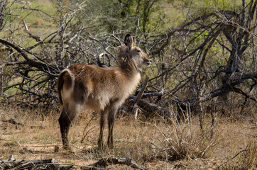 Cobe à croissant , Waterbuck,  Kobus ellipsiprymnus, Parc national du Pilanesberg, Afrique du Sud
