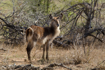 Cobe à croissant , Waterbuck,  Kobus ellipsiprymnus, Parc national du Pilanesberg, Afrique du Sud