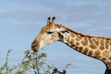 Naklejka premium Girafe, Giraffa Camelopardalis, Parc national Kruger, Afrique du Sud