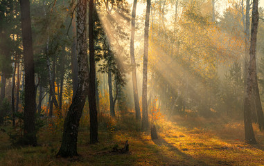 Naklejka premium Forest. Autumn. A pleasant walk through the forest, dressed in an autumn outfit. The sun plays on the branches of trees and permeates the entire forest with its rays. Light fog makes the picture a lit