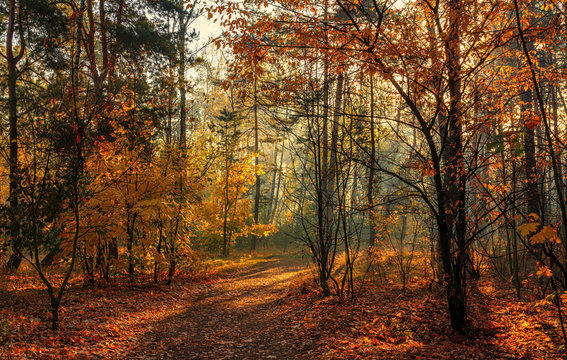 Forest. Autumn. A pleasant walk through the forest, dressed in an autumn outfit. The sun plays on the branches of trees and permeates the entire forest with its rays. Light fog makes the picture a lit