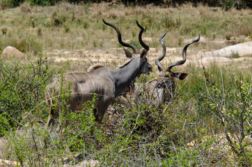 Grand koudou, mâle, Tragelaphus strepsiceros, Afrique du Sud