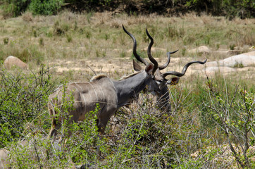 Grand koudou, mâle, Tragelaphus strepsiceros, Afrique du Sud