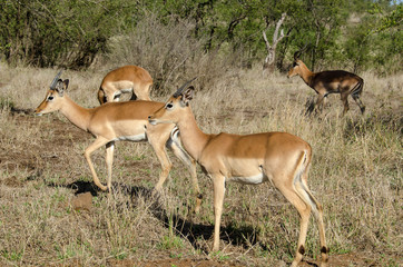 Impala, male, Aepyceros melampus