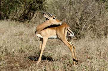 Impala, male, Aepyceros melampus