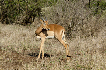Impala, male, Aepyceros melampus