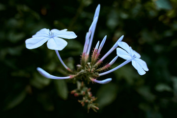 Flower close up