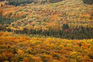 Fototapeta premium Forêt dans le Morvan durant l'automne