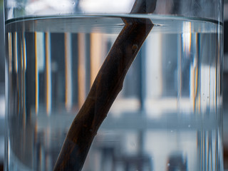 Branch inside a jar of water