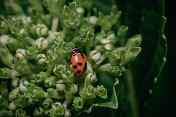 Ladybug