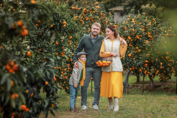 Fototapeta premium A happy family a man his wife and child inspect a crop of peach trees.