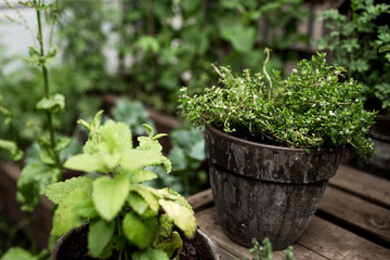 Topf mit Thymian vor Beet 