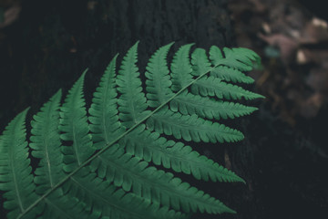 Beautyful ferns leaves green foliage natural floral fern background in sunlight.Beautyful ferns leaves green foliage natural floral fern background in sunlight.