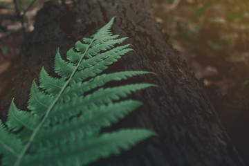 Beautyful ferns leaves green foliage natural floral fern background in sunlight.Beautyful ferns leaves green foliage natural floral fern background in sunlight.