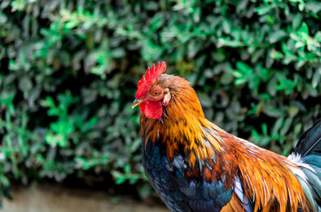 Close-up of a colorful rooster in the Paloma de Benalmadena park, Malaga
