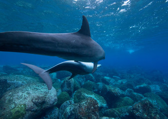 Obraz premium dolphins in the sea