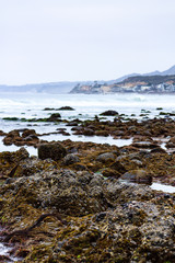 Fototapeta na wymiar intertidal rocks in tidal pools with molusks, seagrass, and seaweed