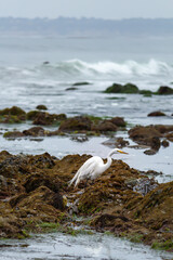 great white egret standing in tide pools on seashore