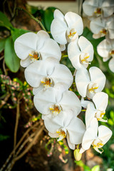 Naklejka na ściany i meble White orchid in the garden
