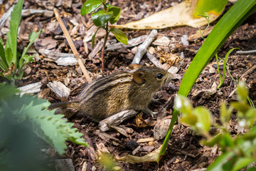 Close up of a four-striped-grass-mouse (Rhabdomys pumilio) walking on the ground between grass and other plants, South Africa