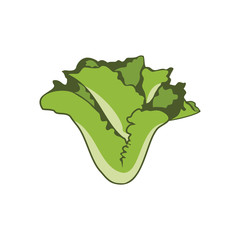 Vector of Lettuce salad design eps format