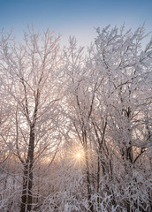 Bright sunlight through snow covored trees at winter evening in Finland