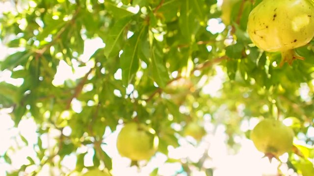 Growing pomegranate fruit on a tree, garden with fruit trees, green pomegranates