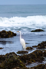 great white egret standing in tide pools on seashore