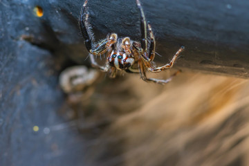 Brown striped spider