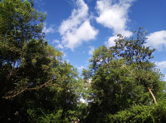 Obraz premium Environment green forest blue sky with white cloud 
