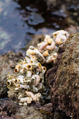 interlaced tubular pink and orange shells attached to rock