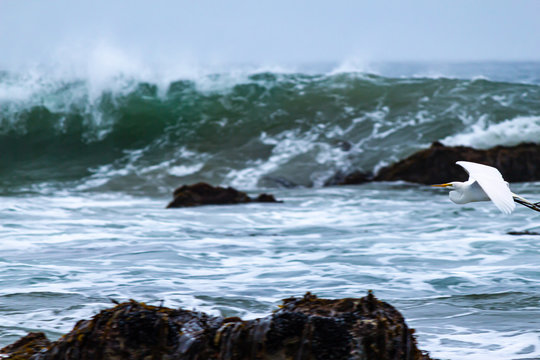 giant white egret flying along shoreline with breaking wave