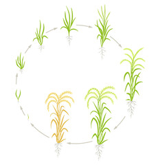 Growth stages of rice plant. Circle life cycle agriculture. Rice increase phases. Oryza sativa. Animation of progress.