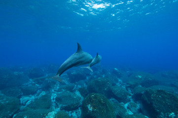 Obraz premium dolphins underwater photography