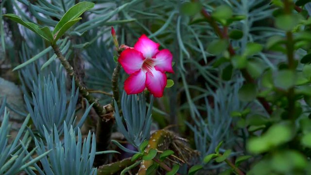 Desert Rose Adenium obesum isolated in a green garden. Close up shot