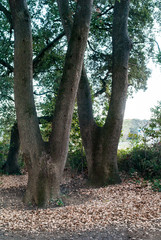 Trees