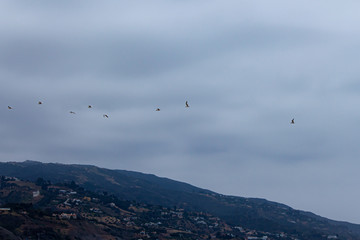 Fototapeta na wymiar terns flying over malibu hills homes from the ocean