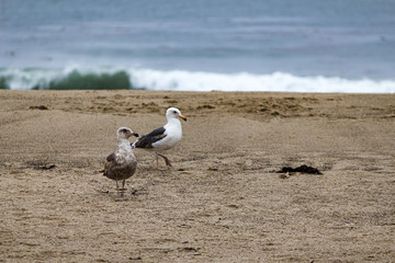 two seagulls on the sandy beach with distant breacking wave