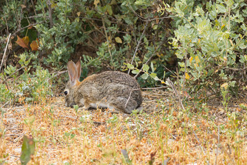 a young bunny foraging for food on wild grasses and weeds