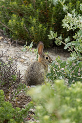 a young bunny foraging for food on wild grasses and weeds