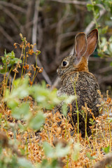 a young bunny foraging for food on wild grasses and weeds