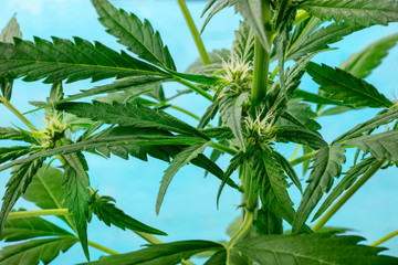 Cannabis plant, almost ready for harvest, with white stigmas and trichomes beginning to appear, home growing marijuana © laplateresca