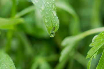 Dew drop on a fern leaf