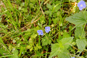 summer field of blue flowers on a sunny day