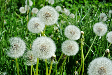 summer field of white dandelions on a sunny day