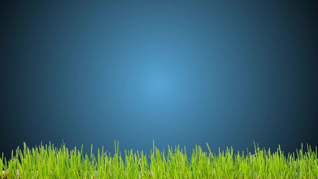 Green grass growth on blue background time lapse